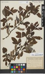 Foto von Salix appendiculata Vill.